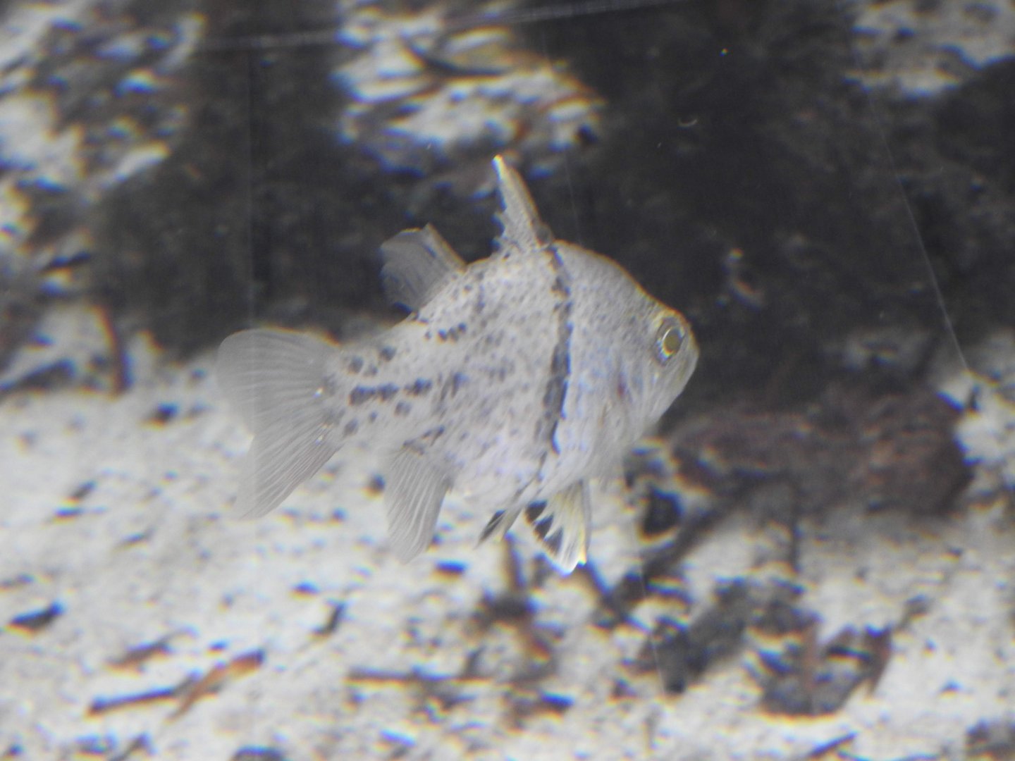 Mangrove tank fish (the name escapes me)