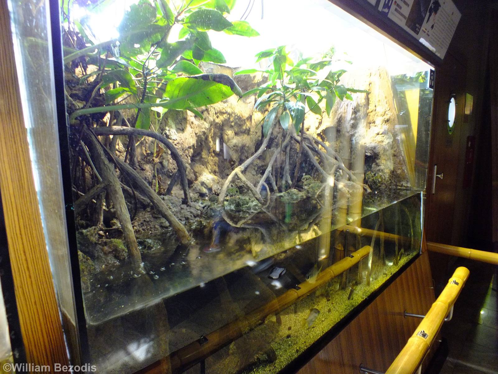 Mangrove Tank - Gdynia Aquarium