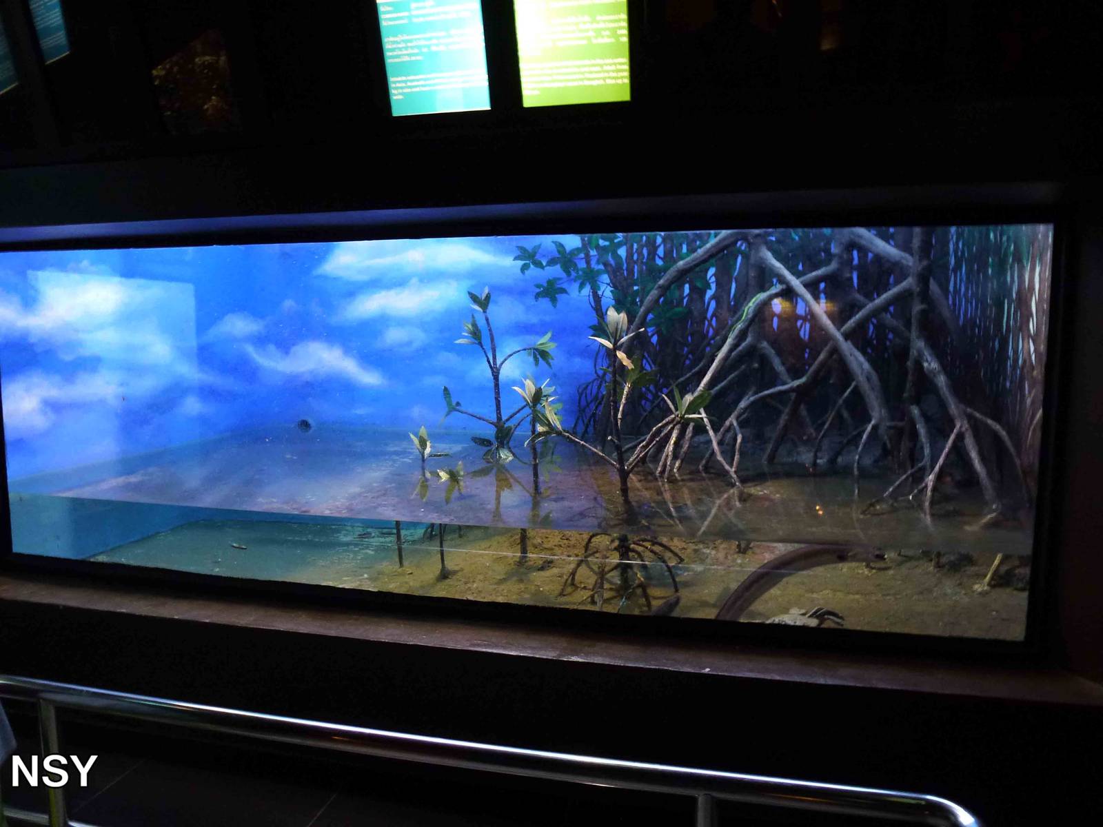 Mangrove tank, June 2013.