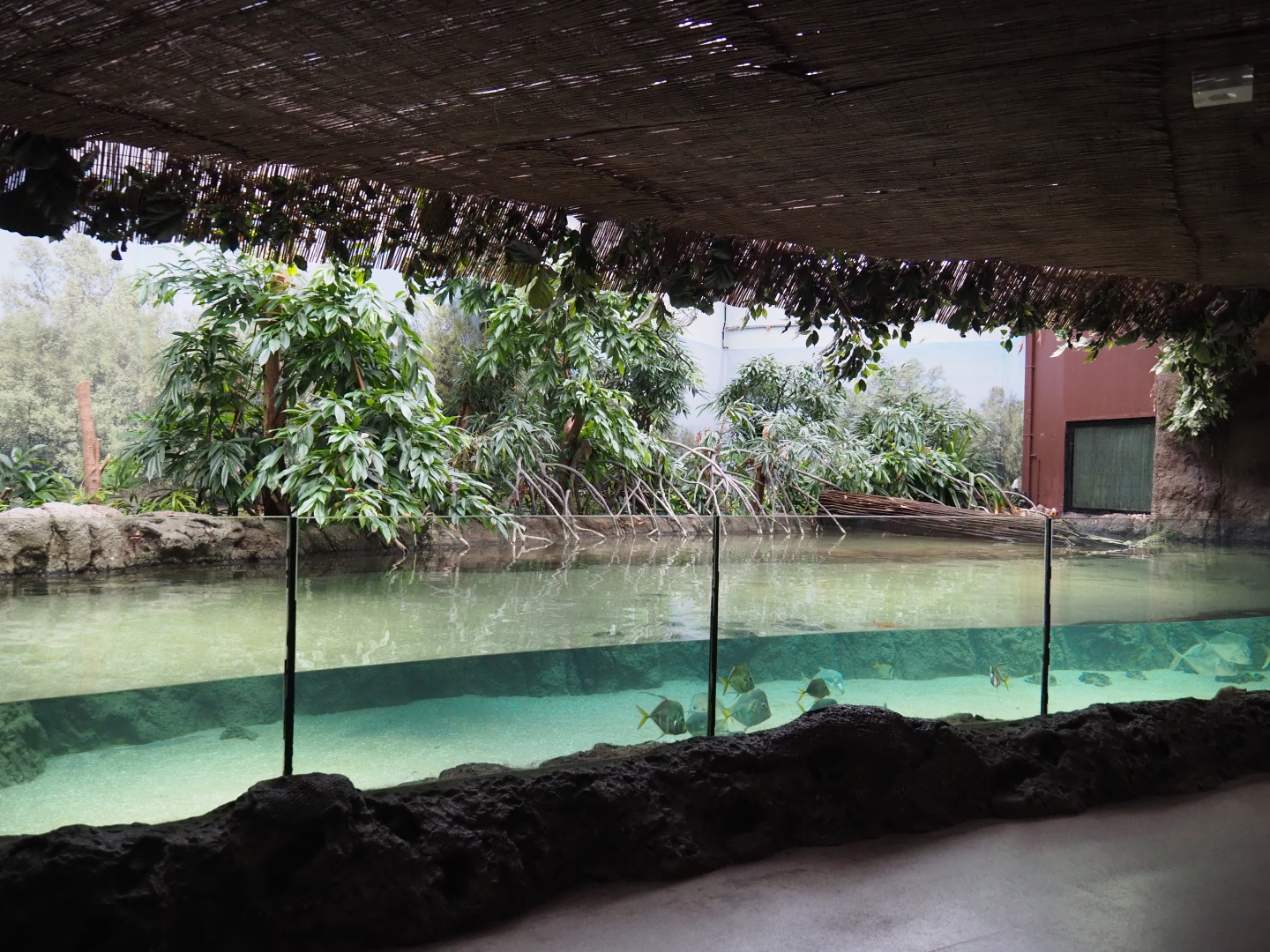 Mangrove tank (Nov 10th, 2018)