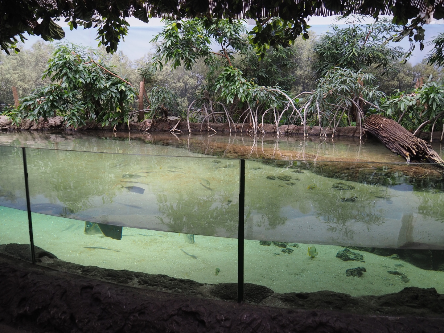 Mangrove tank (Nov 10th, 2018)