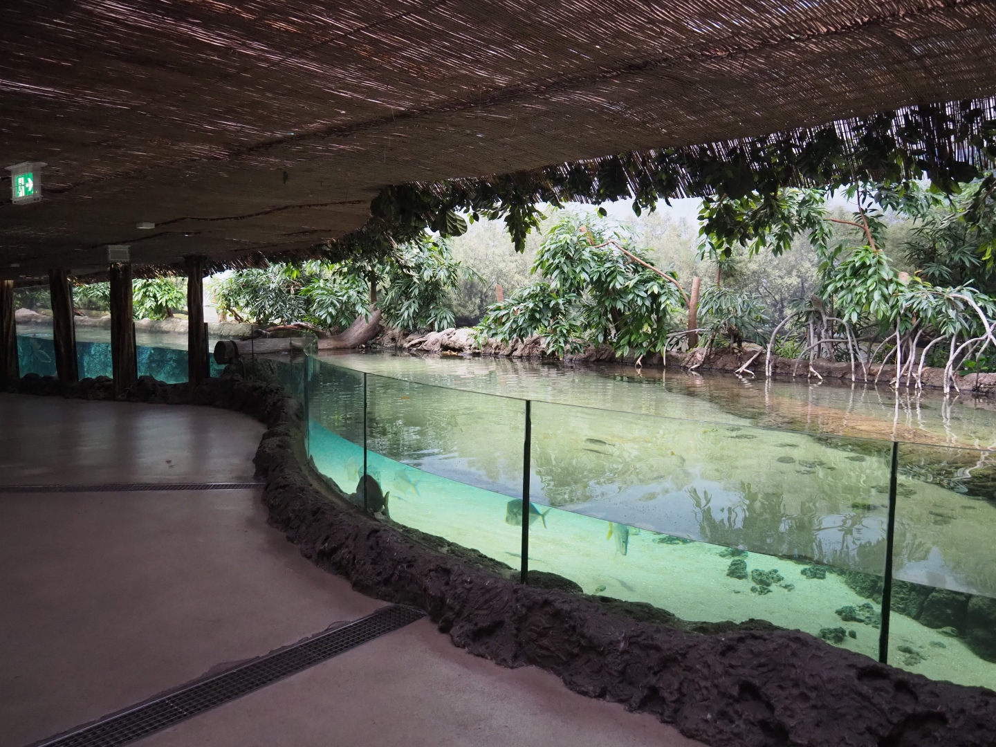 Mangrove tank (Nov 10th, 2018)