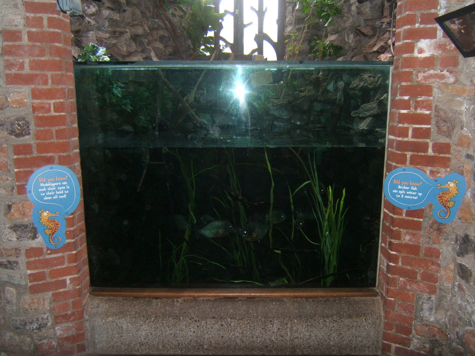 Mangrove tank now home to Red-bellied Piranha