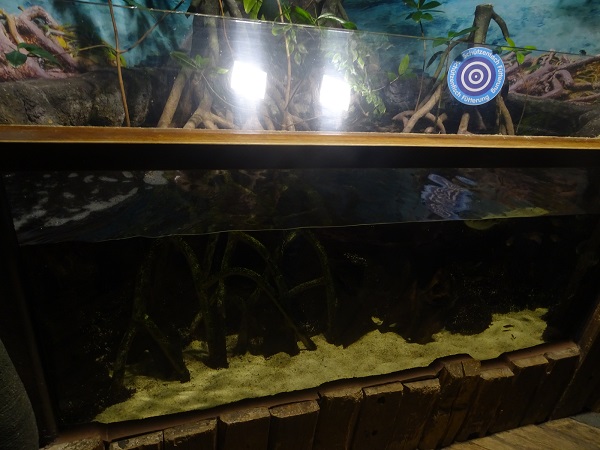 Mangrove tank (species list in description)