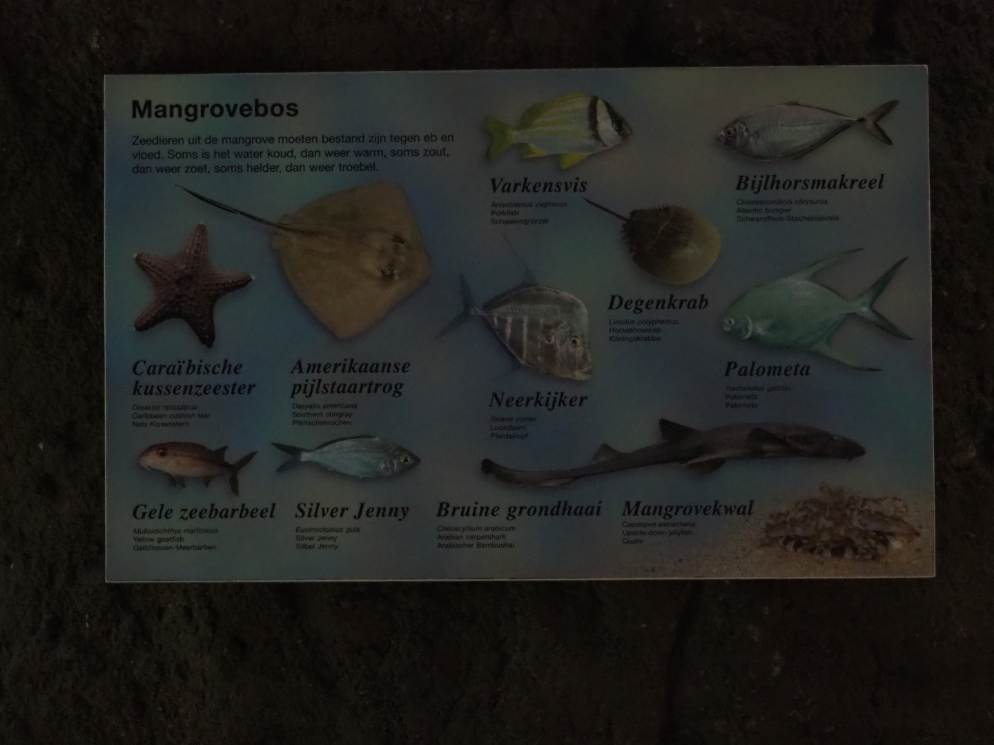 Mangrove tank species sign (Nov 10th, 2018)
