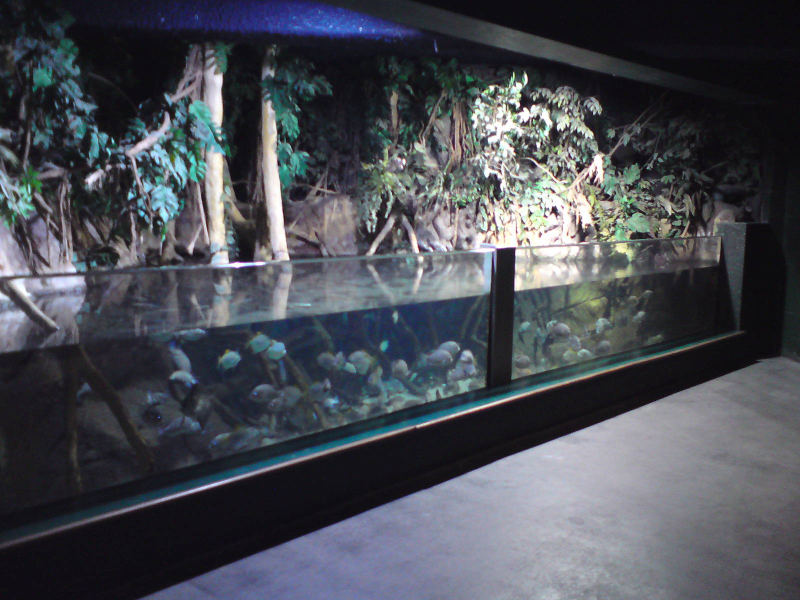 Mangrove tank, tropical freshwater, 02/05/2009