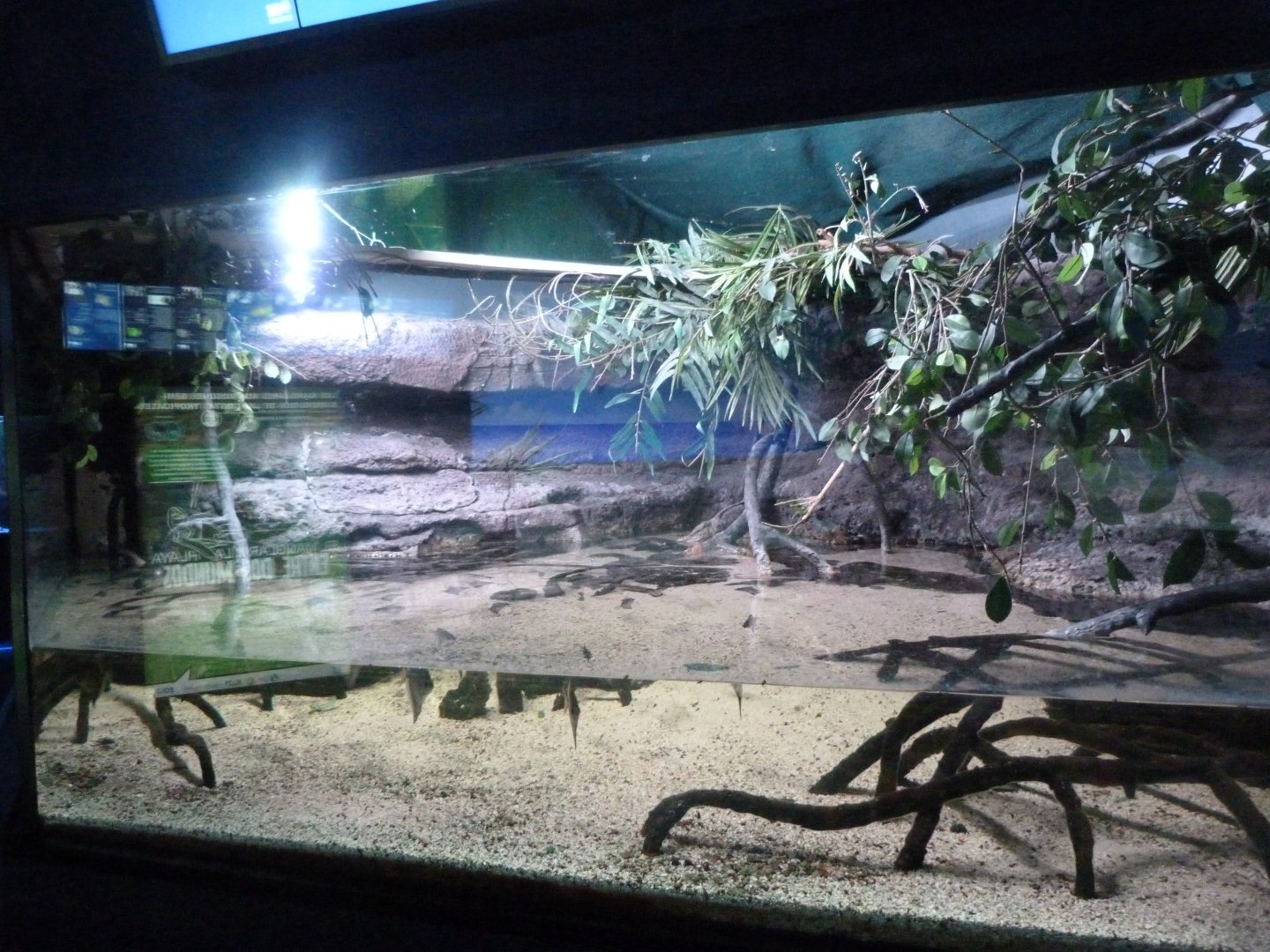 Mangrove tank -Zoo Aquarium de Madrid (2025)