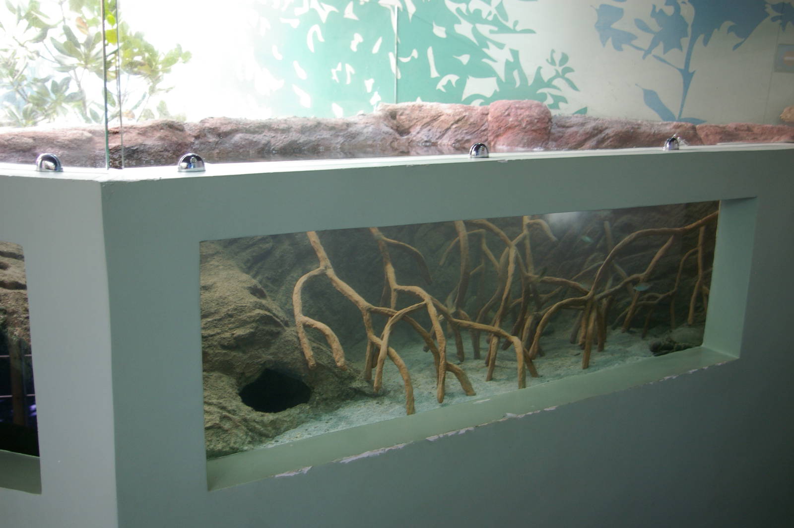 mangrove tank