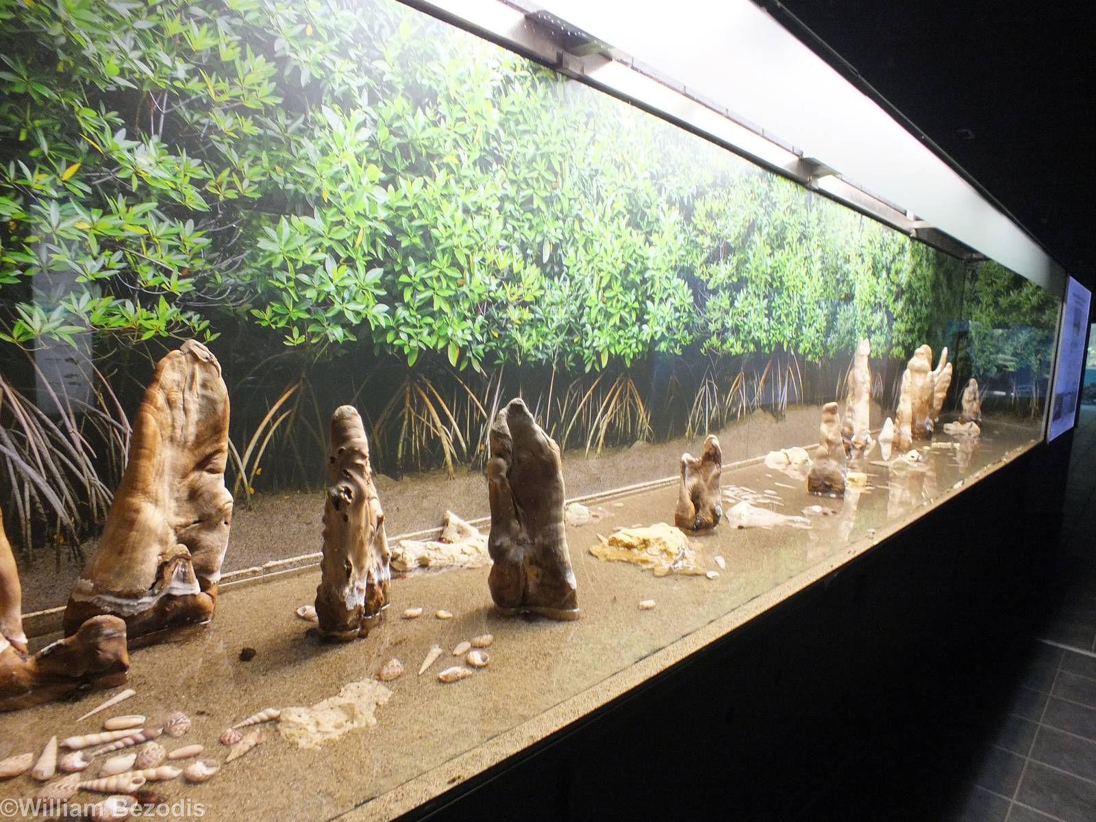 Mangrove Tank