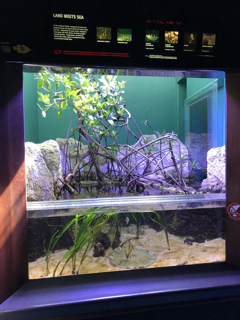Mangrove tank
