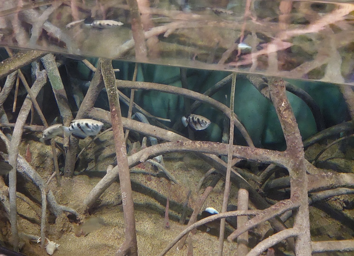 Mangrove tank