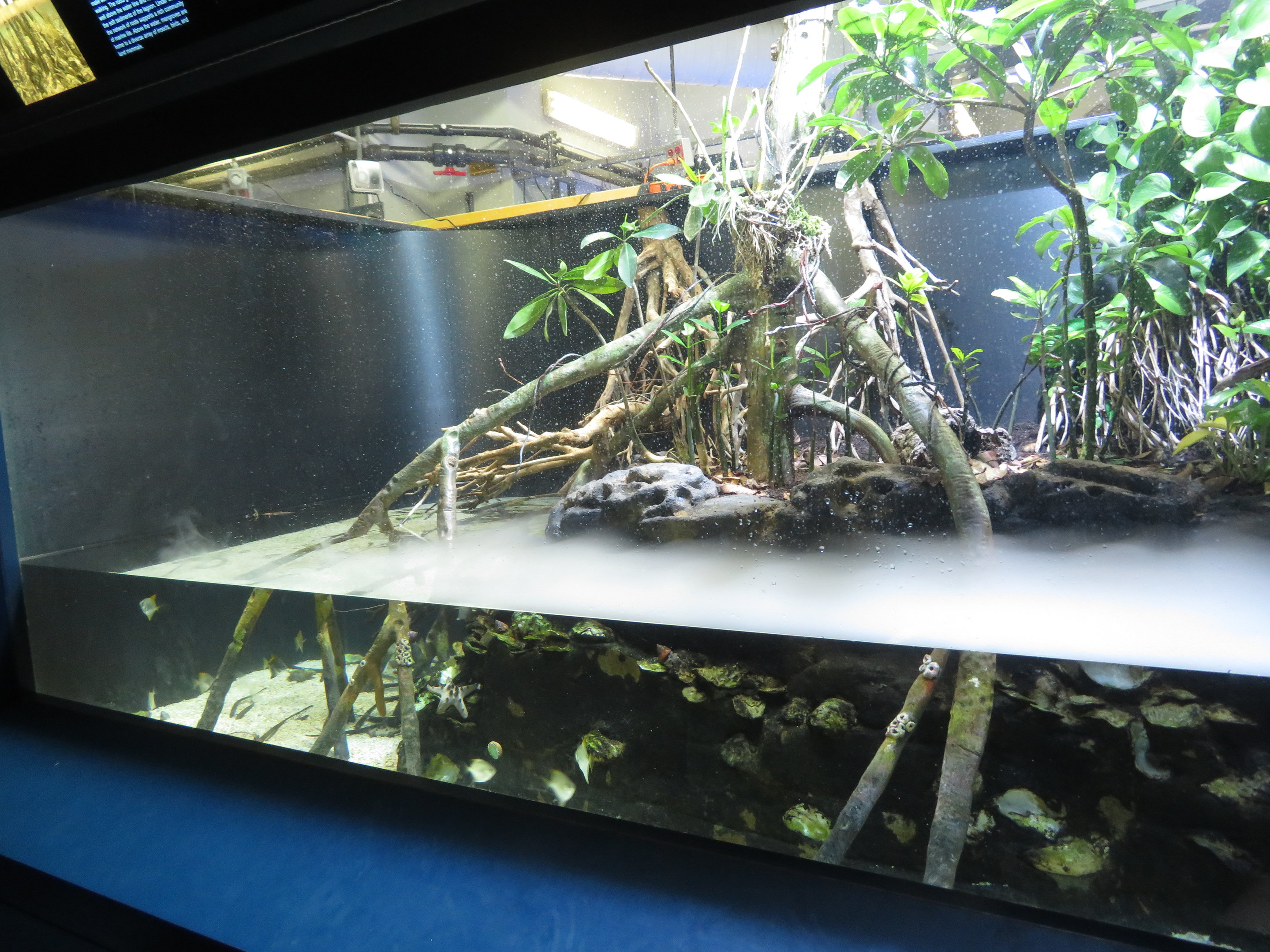 Mangrove Tank