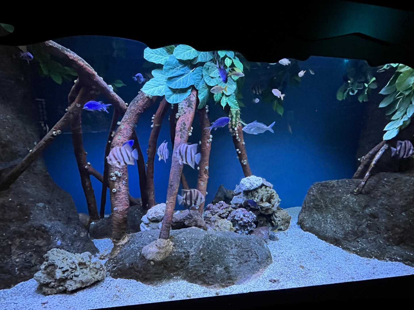 Mangrove Tank