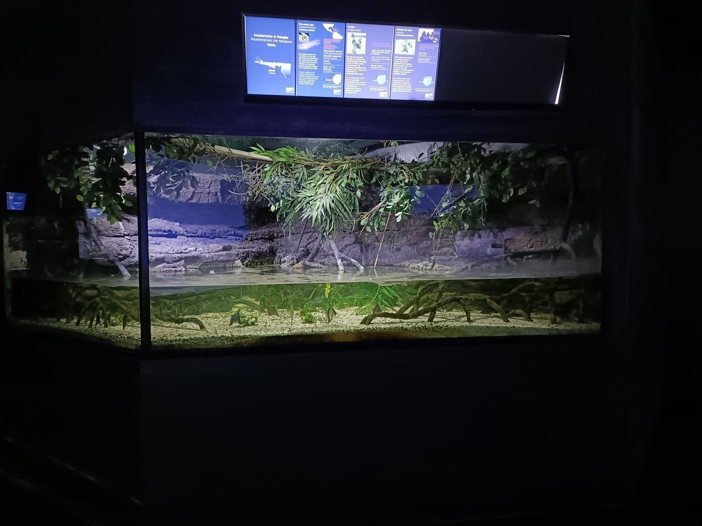 Mangrove tank