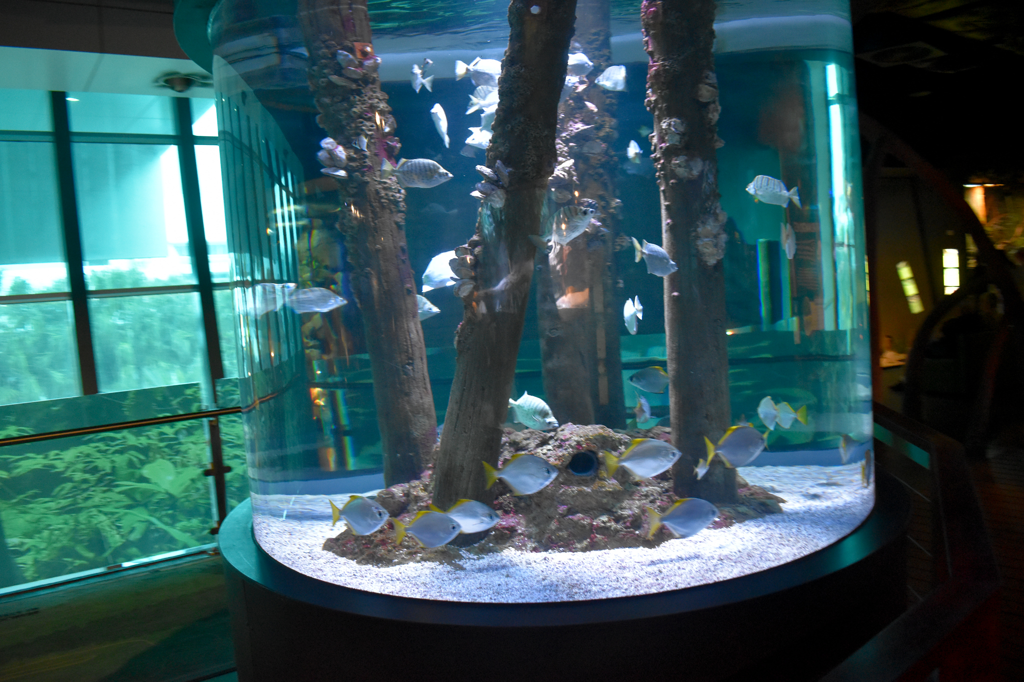 Mangrove tank
