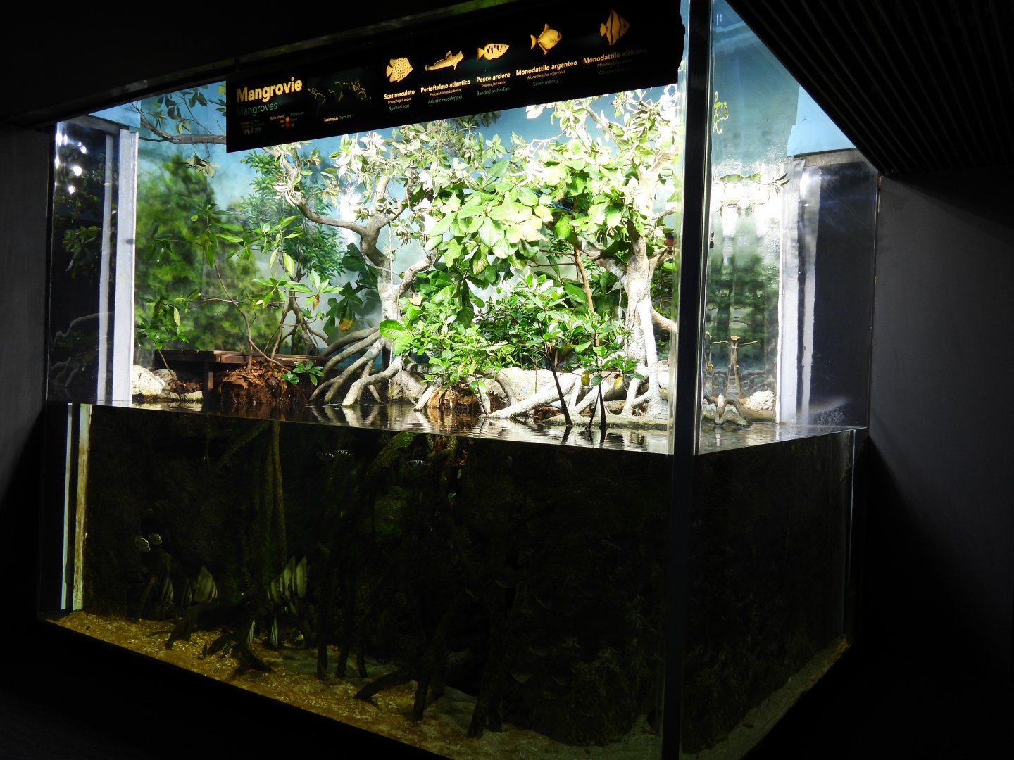 Mangrove tank
