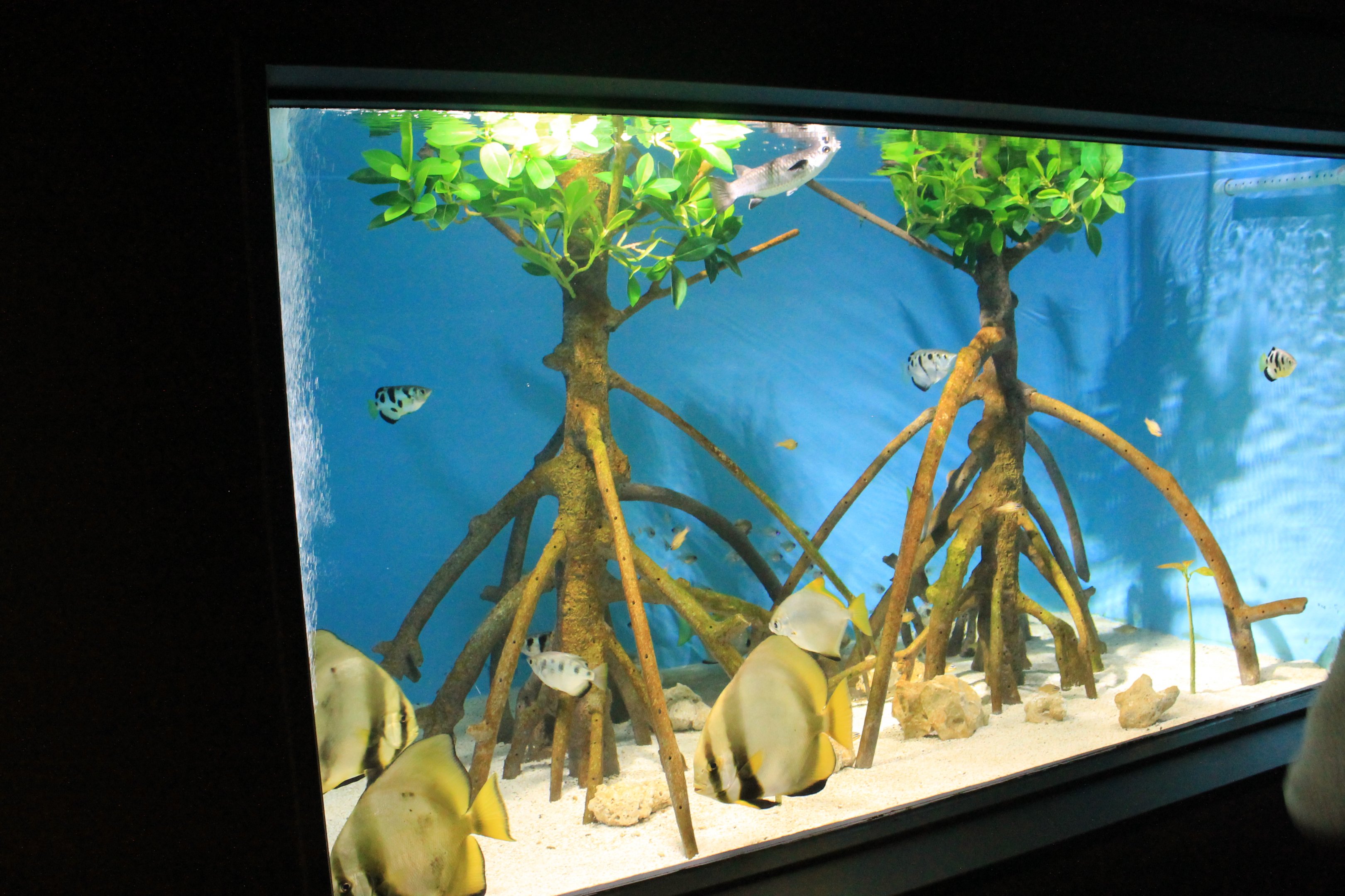 Mangrove tank