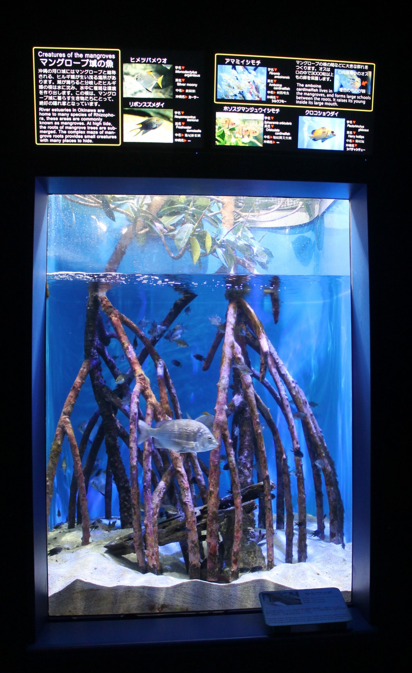 Mangrove tank