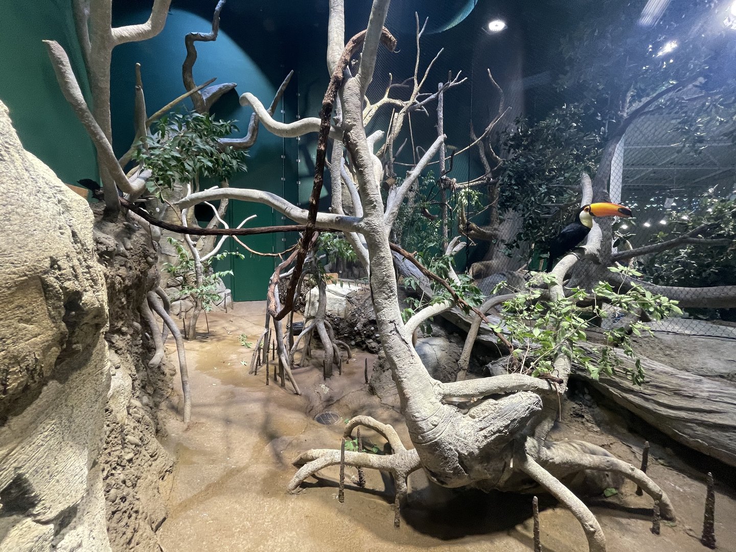 Mangrove - Toco Toucan Exhibit
