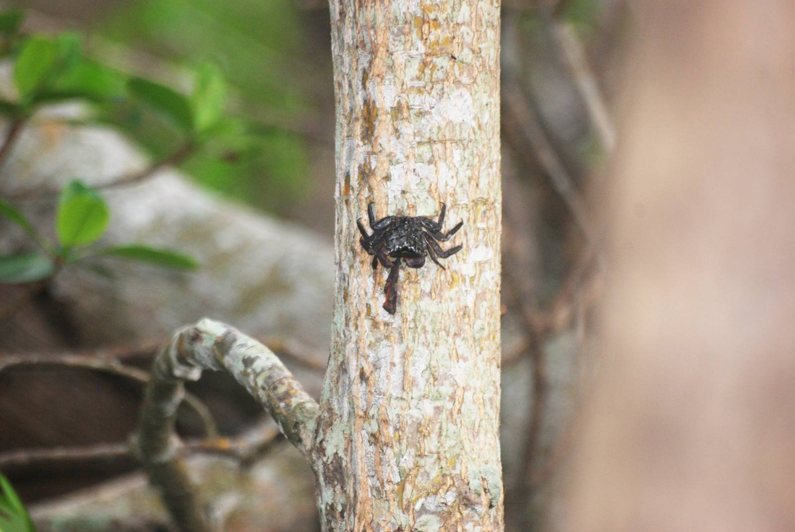 Mangrove Tree Crab, Punta Gorda, October 2013