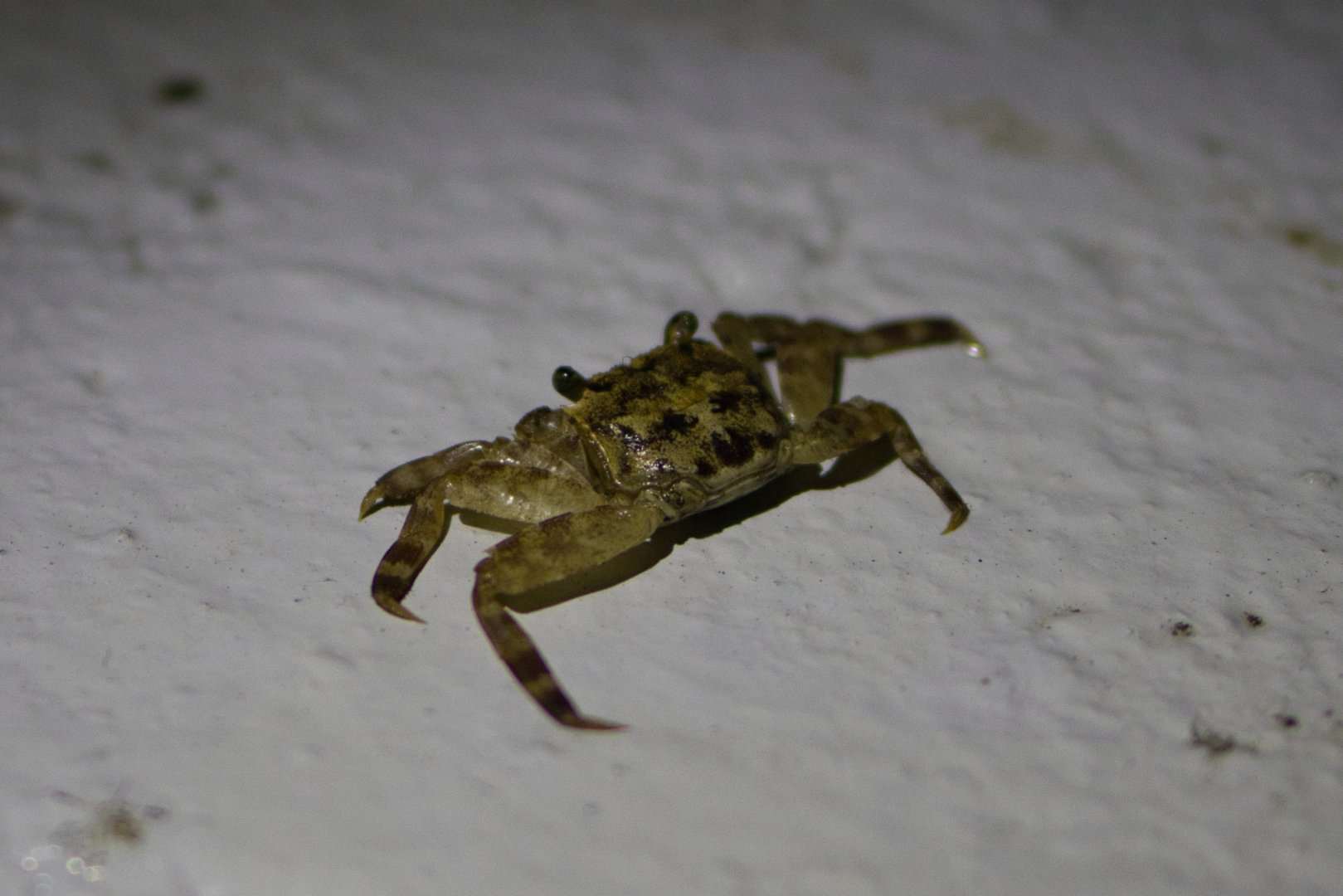 Mangrove tree-dwelling Crab (Selatium brockii)
