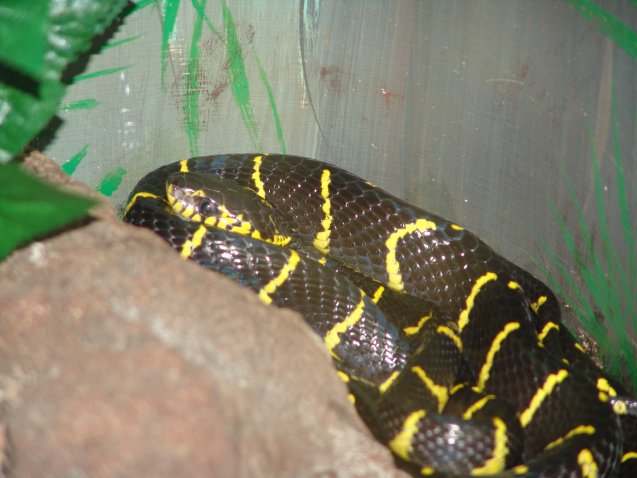 Mangrove Tree Snake