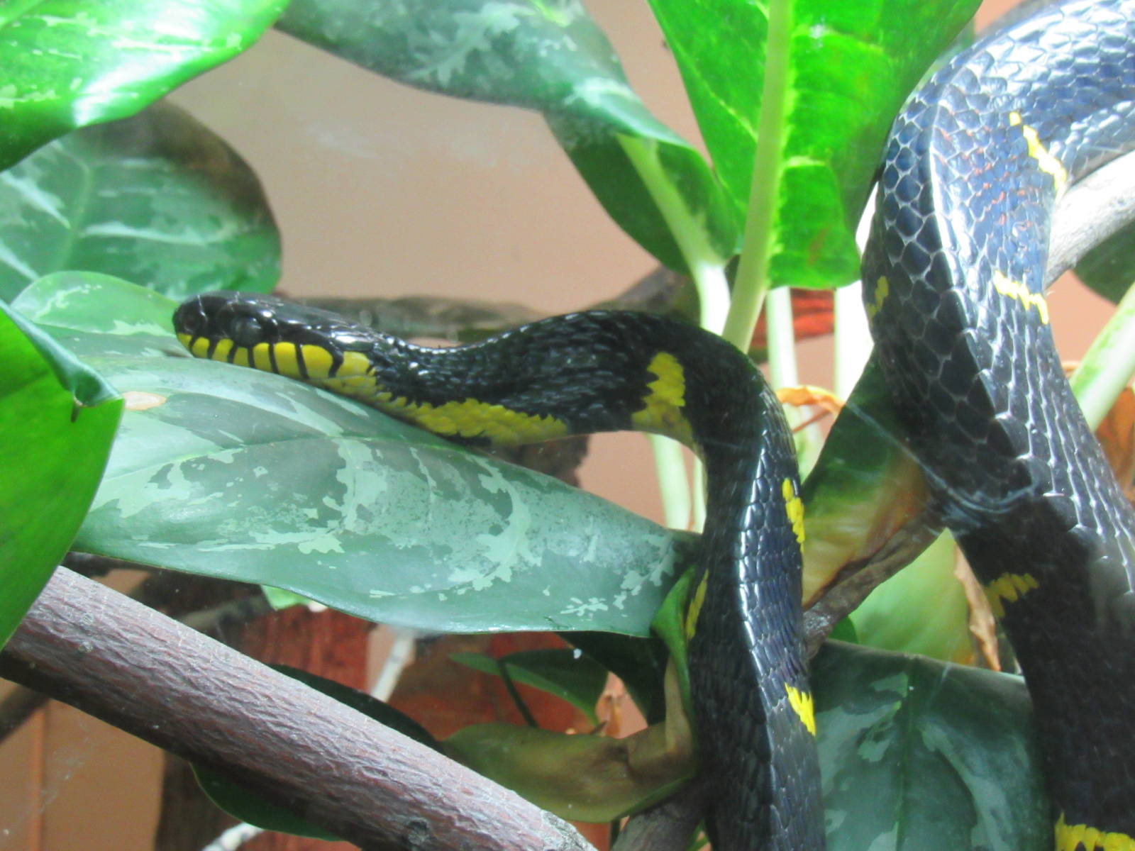 Mangrove Tree Snake