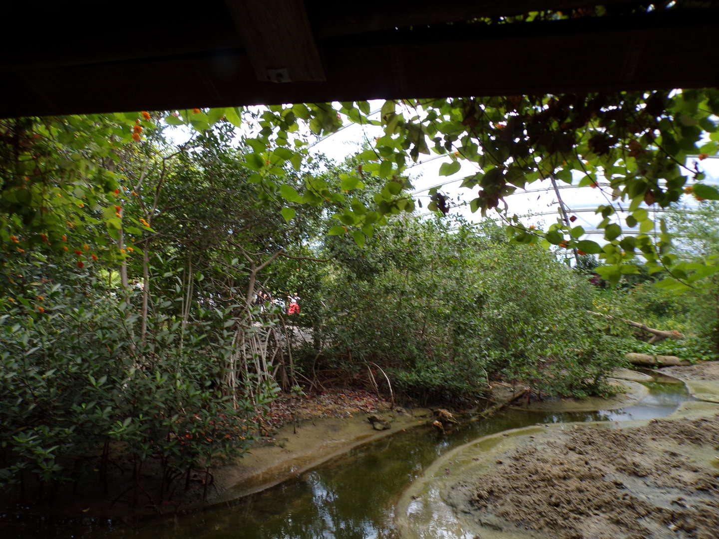 Mangrove trees in fiddler crab mudflat 6.7.23
