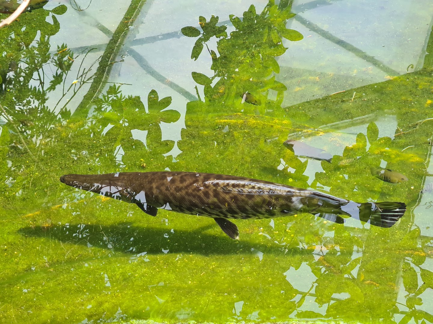 Mangrove - Tropical gar