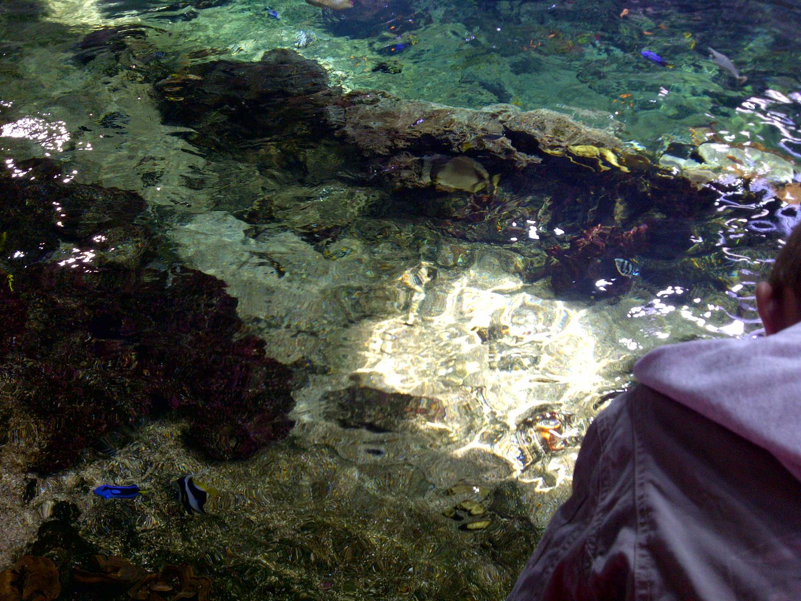 Mangrove Tropical Tank