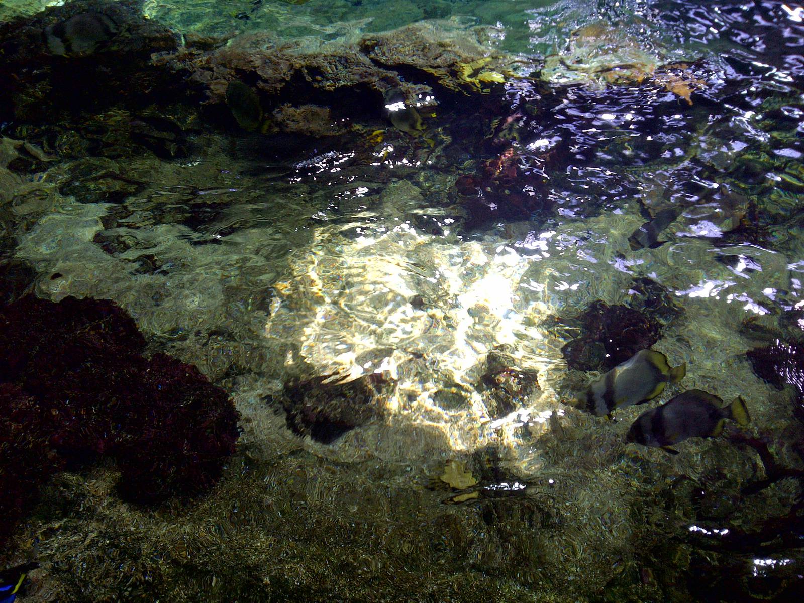 Mangrove Tropical Tank