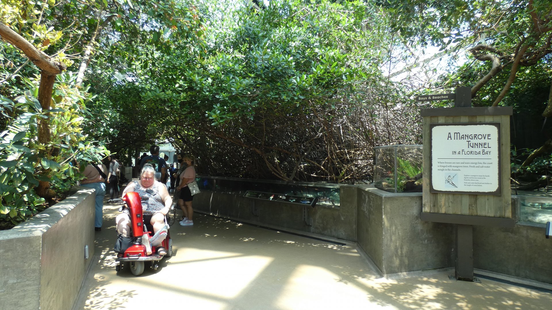 Mangrove Tunnel, Wetlands Trail - Aug. 2021