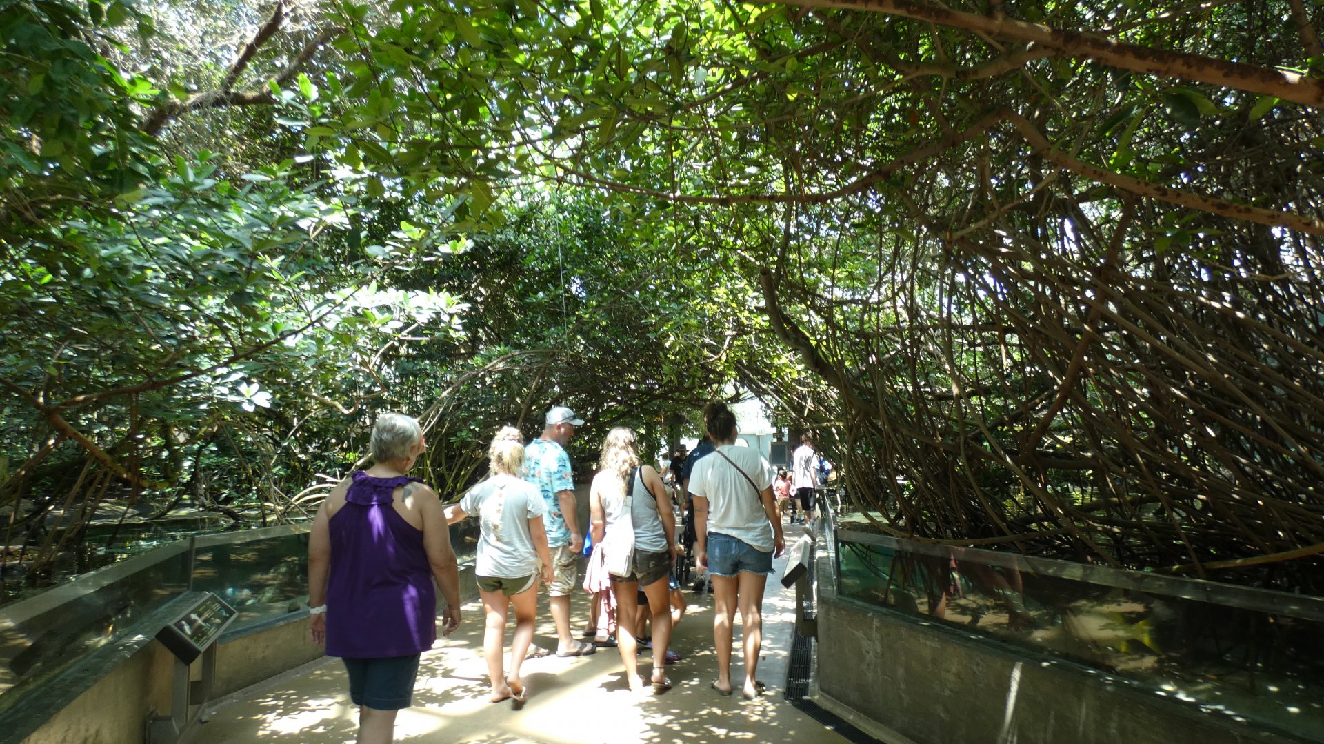 Mangrove Tunnel, Wetlands Trail - Aug. 2021