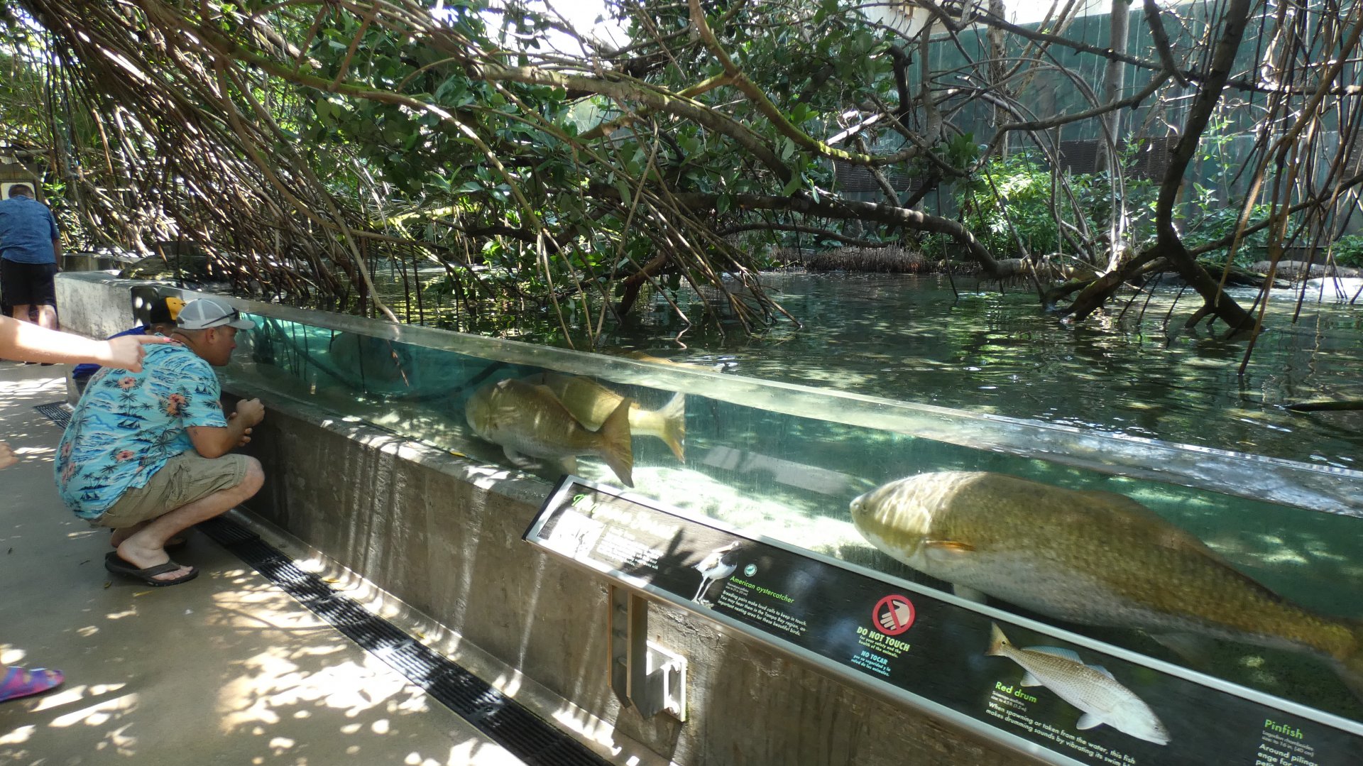 Mangrove Tunnel, Wetlands Trail - Aug. 2021