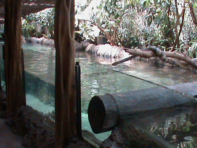 mangrove type exhibit 070511