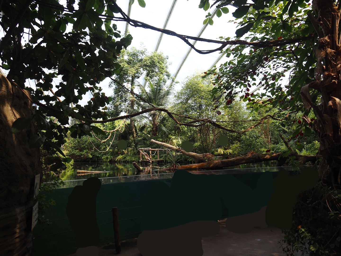 Mangrove - Underwater viewing area for Antillean manatees and fish, 2025-05-17