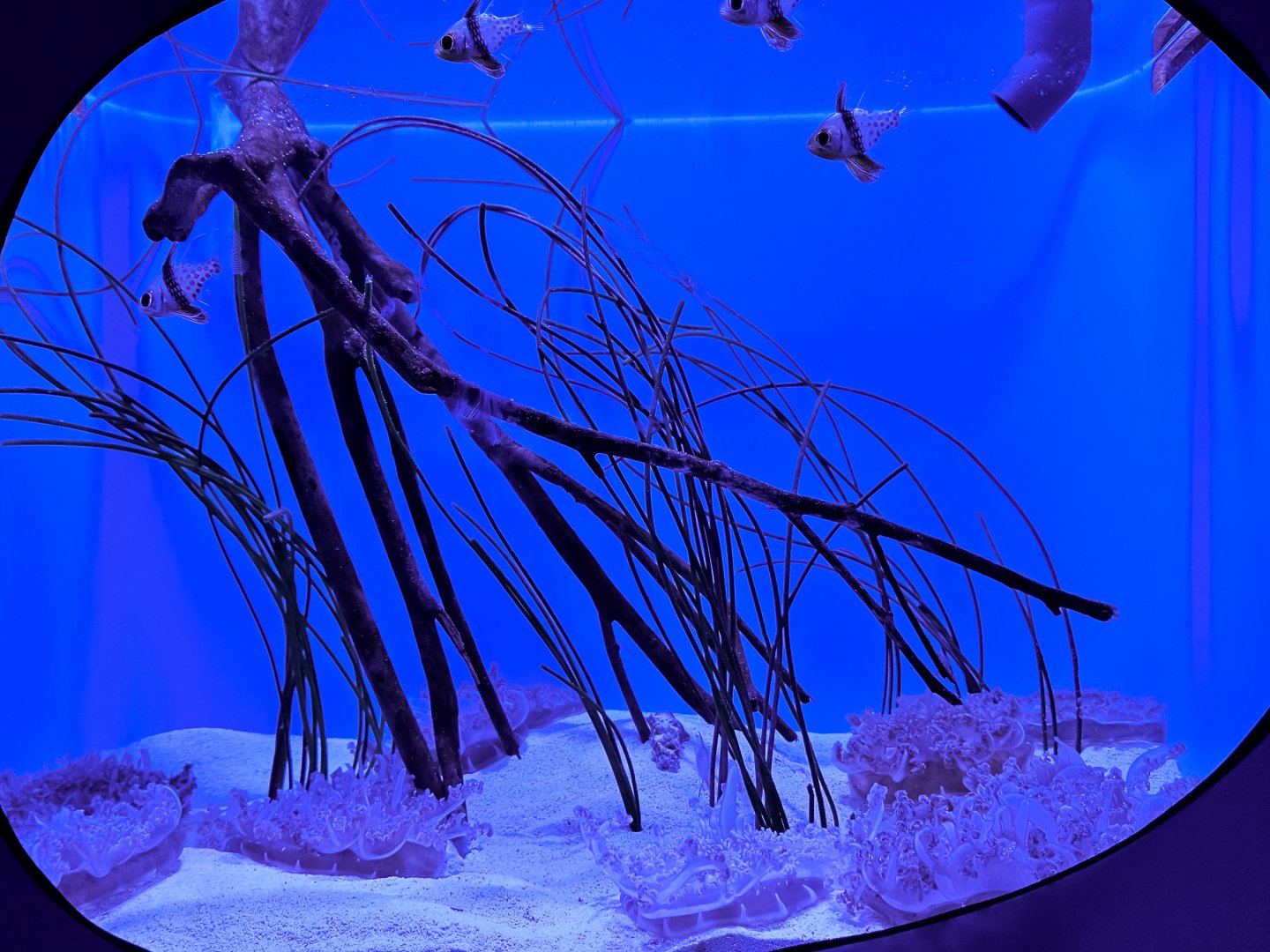 Mangrove Upside-Down Jelly Tank