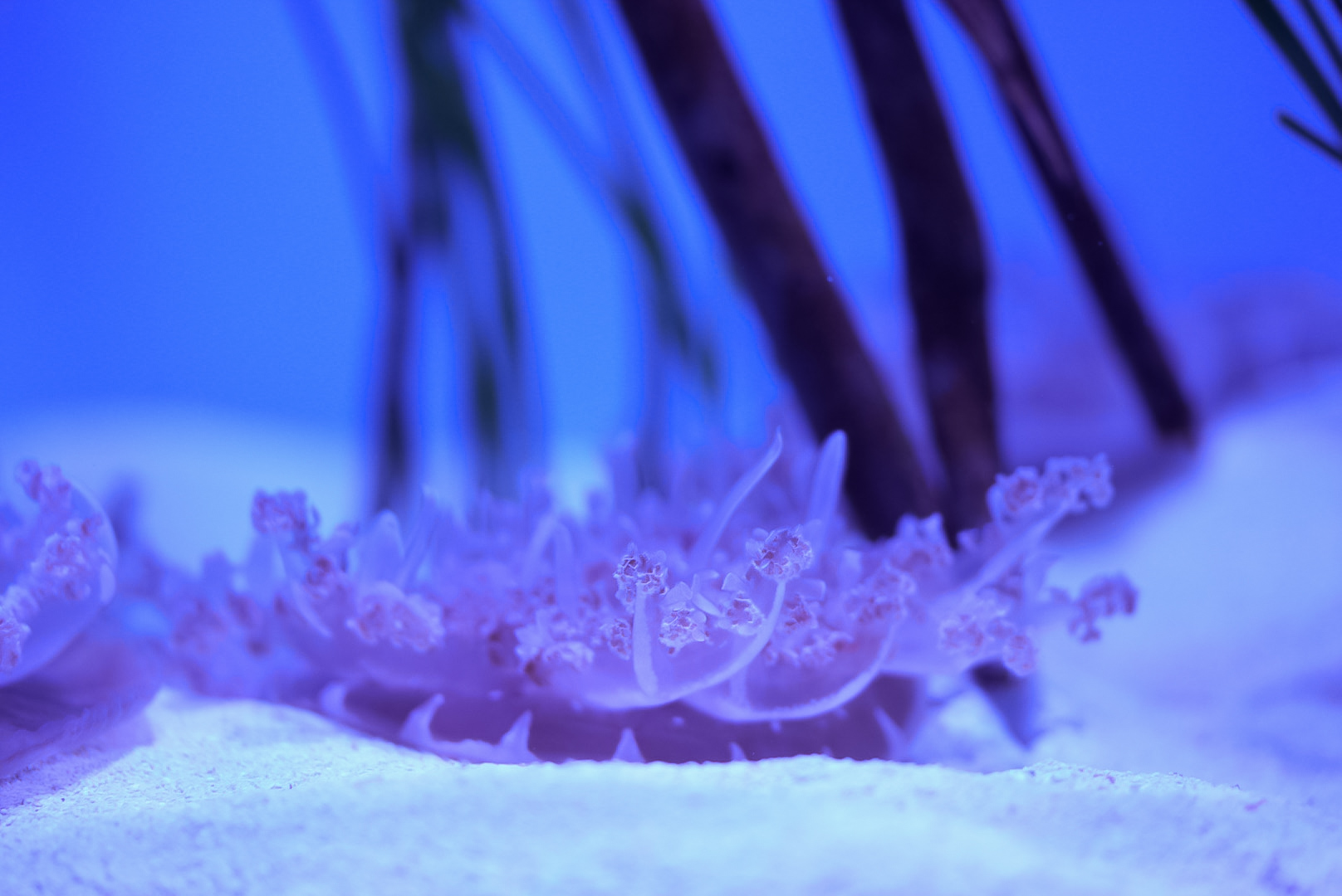 Mangrove Upside-Down Jelly
