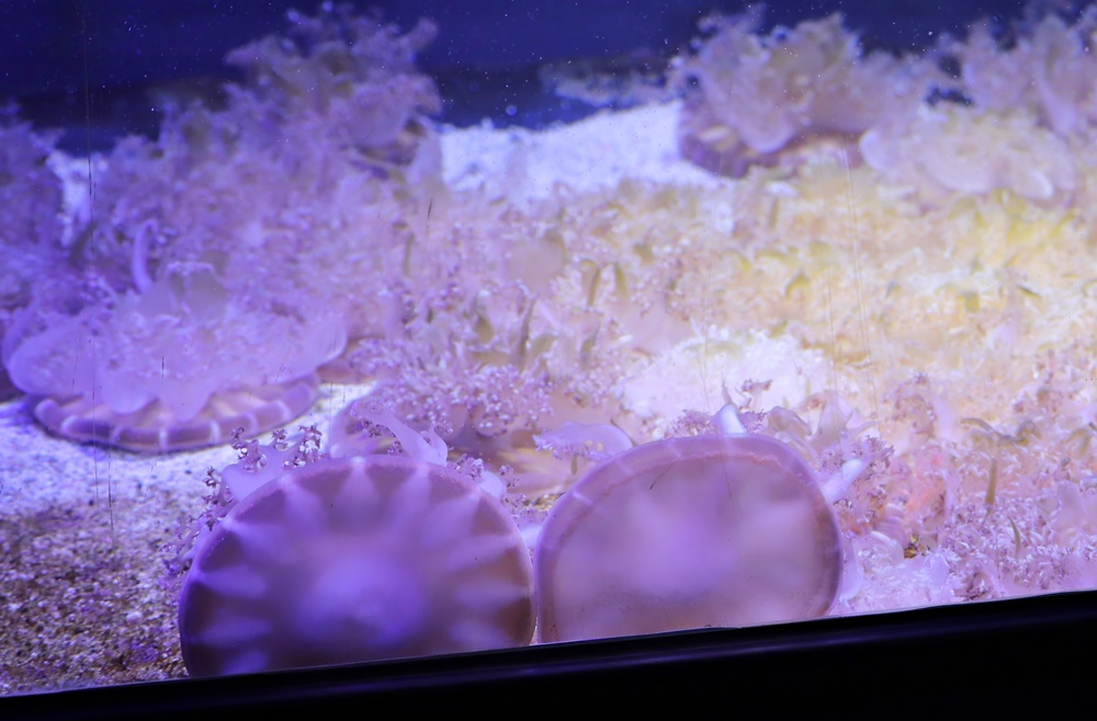 Mangrove upside-down jellyfish (Cassiopea andromeda)