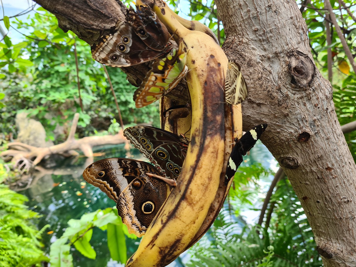 Mangrove - Very popular banana
