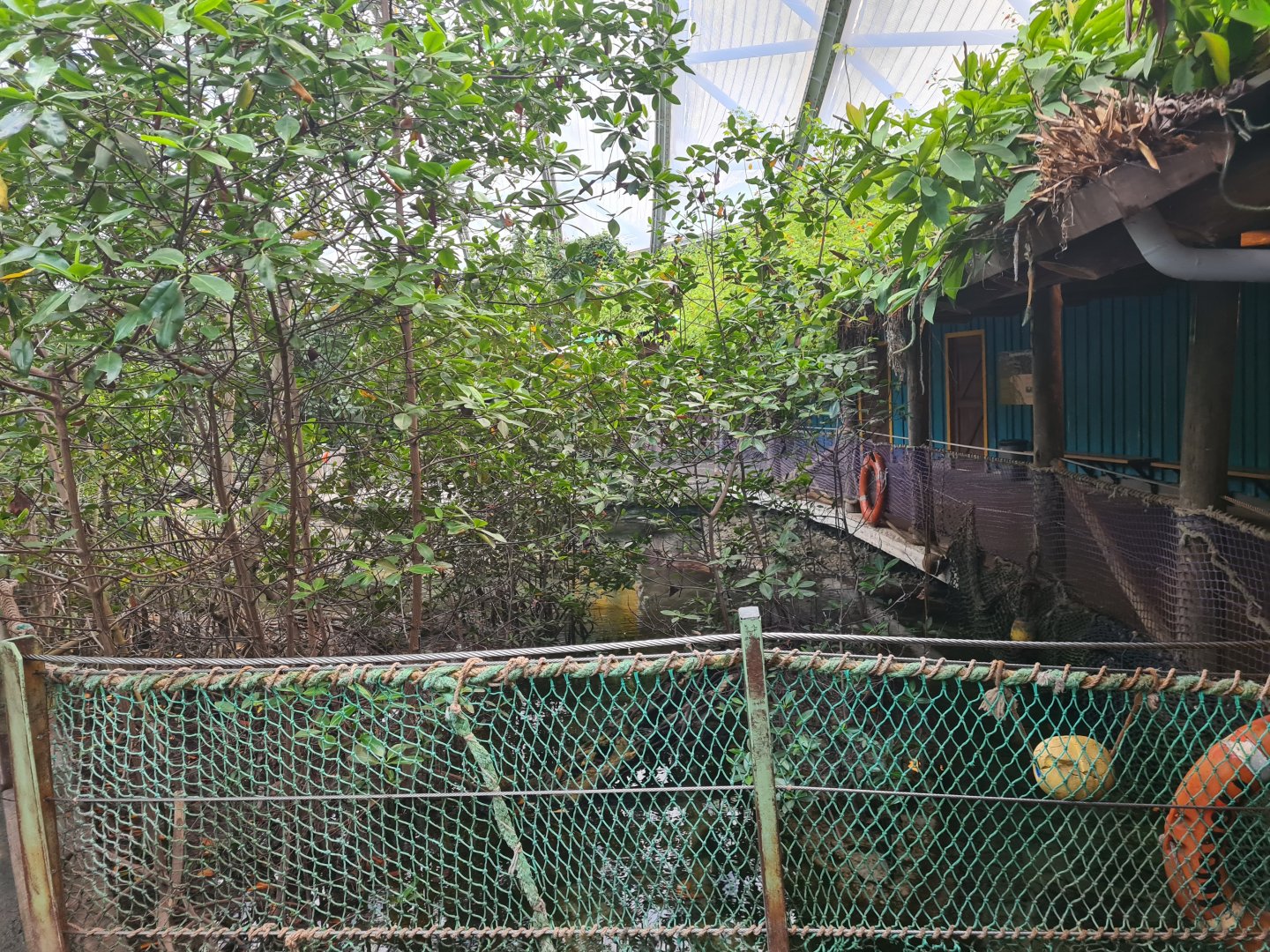 Mangrove - View into saltwater flats