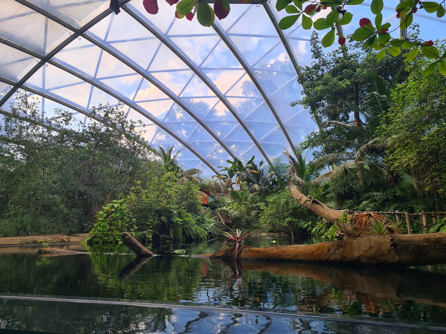 Mangrove - View over Manatee creek