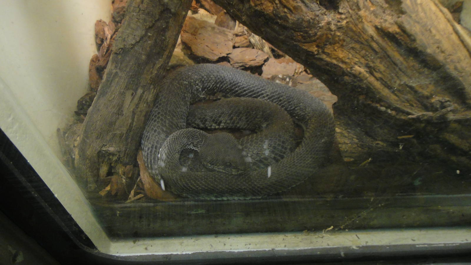 Mangrove Viper at Dallas zoo 2015-03-12