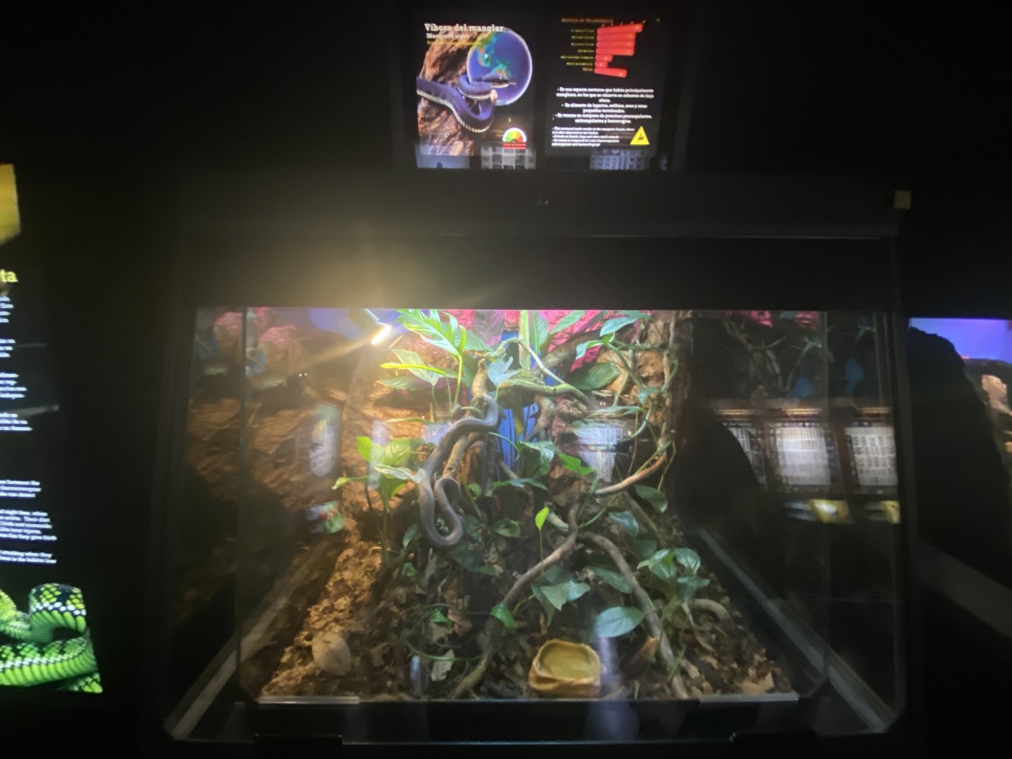Mangrove viper exhibit