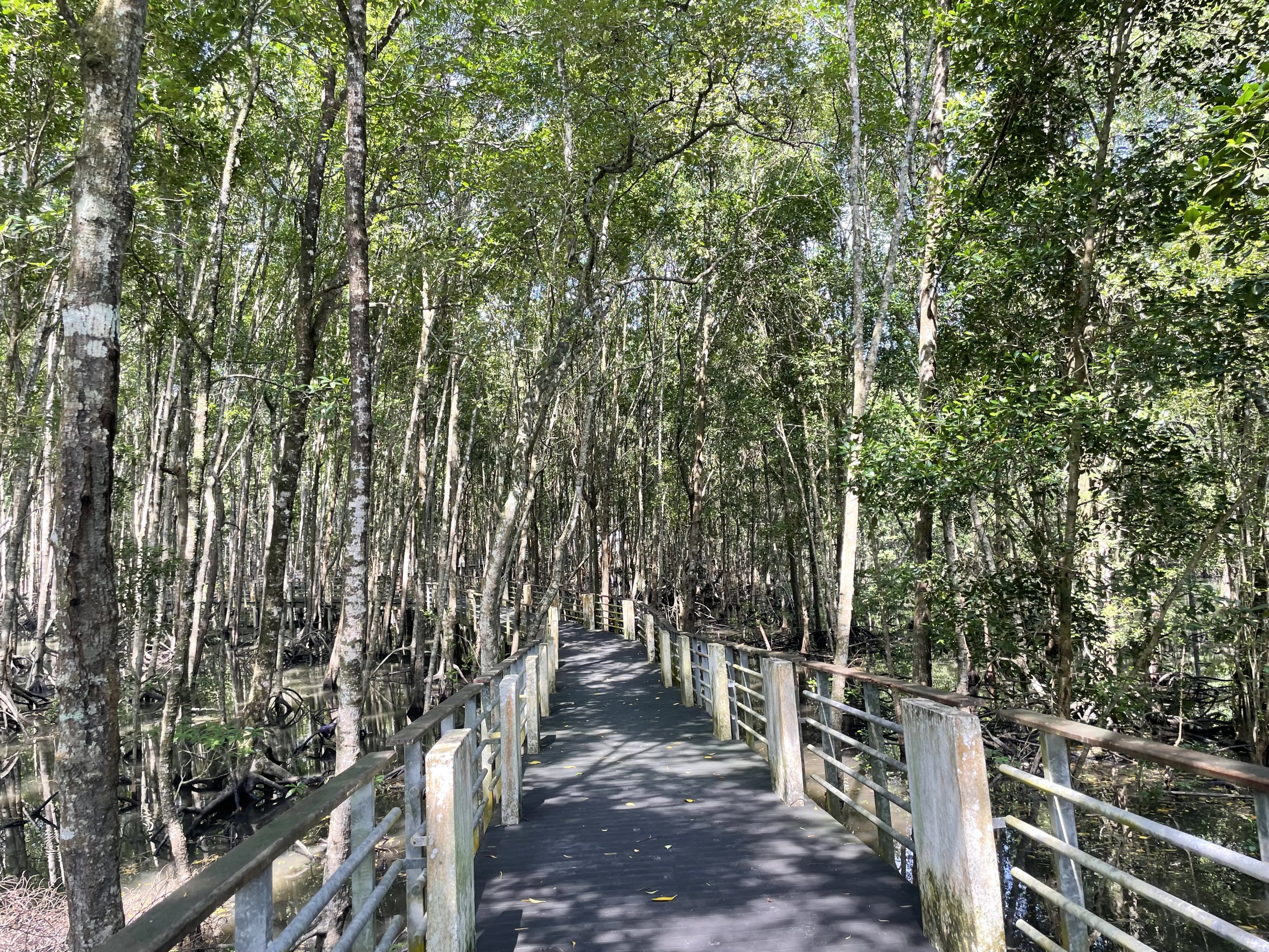 Mangrove Walk