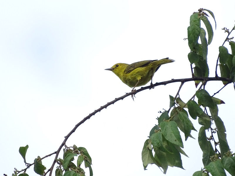 Mangrove warbler (Setophaga petechia rufivertex)