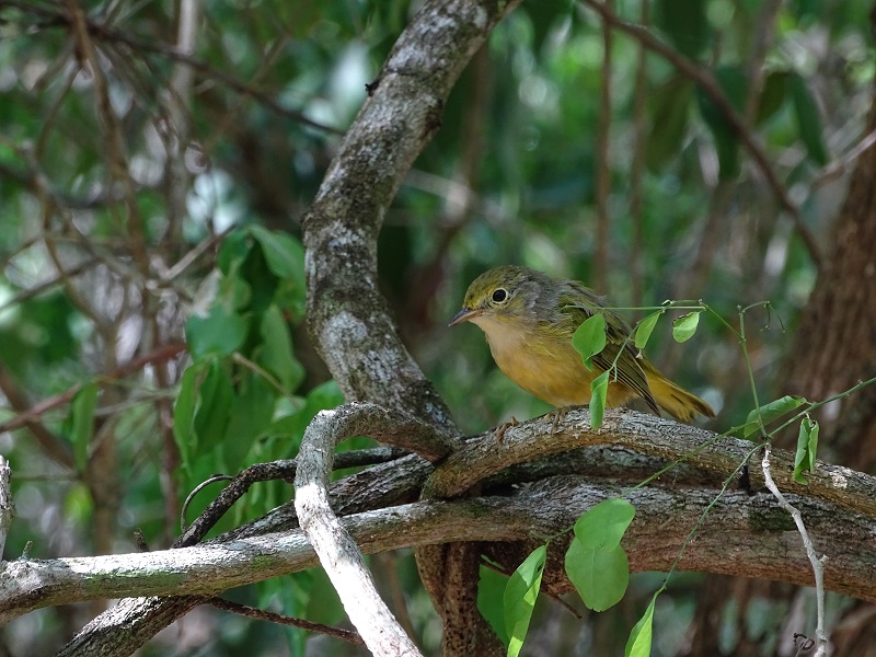 Mangrove warbler (Setophaga petechia rufivertex)