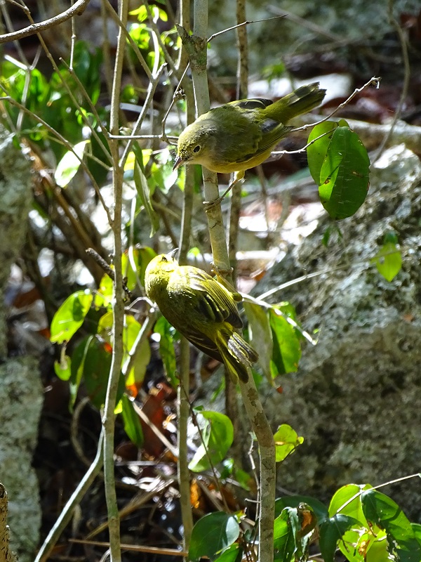 Mangrove warbler (Setophaga petechia rufivertex)