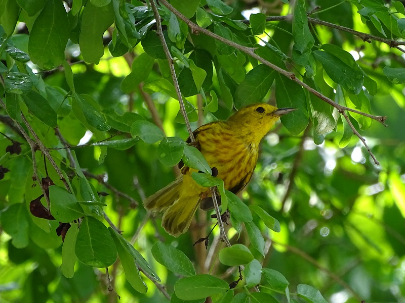 Mangrove warbler (Setophaga petechia rufivertex)