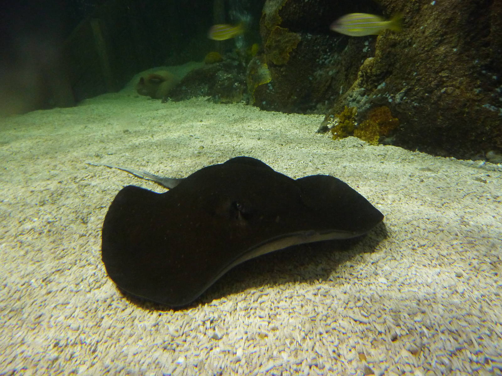 Mangrove whipray, 8th Feb 2012